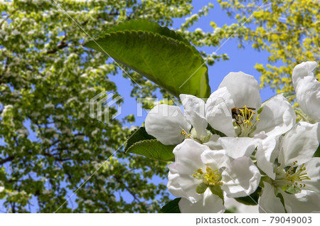 Blooming apple tree branch with large white flowers in spring time (spring background with white flowers Blooming apple tree branch with large white flowers in spring time (spring background with white flowers 79049003