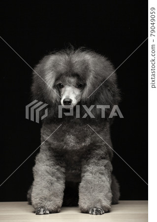 image of dog dark background 79049059