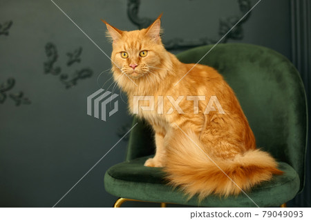 red fluffy Maine Coon cat sits on a green velvet chair 79049093