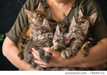 Close-up of 6 two-month-old Maine Coon kittens in caring female hands Close-up of 6 two-month-old Maine Coon kittens in caring female hands 79049110