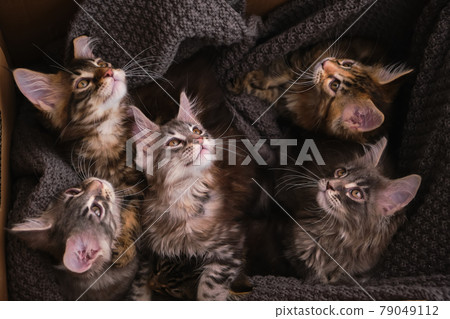 Maine Coon kittens 2 months old in a cardboard box 79049112