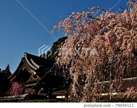 小野寺的風景 小野寺的風景 79049121