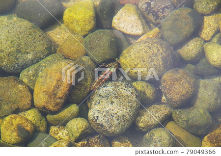 Dragonfly dragonfly hidden in the gap between stones Dragonfly dragonfly hidden in the gap between stones 79049366