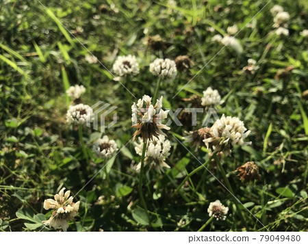 White clover lined up in a circle 79049480