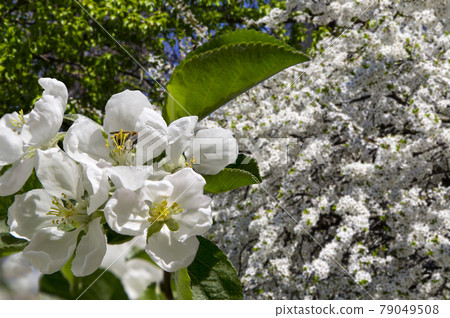 Blooming apple tree branch with large white flowers in spring time (spring background with white flowers 79049508