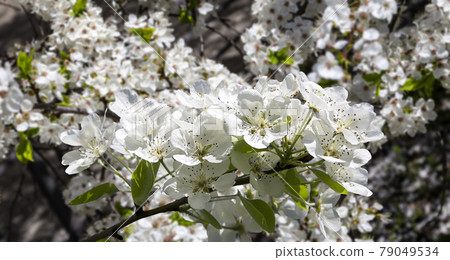 Blooming apple tree branch with large white flowers in spring time (spring background with white flowers Blooming apple tree branch with large white flowers in spring time (spring background with white flowers 79049534
