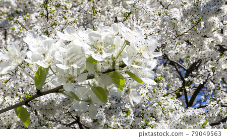 Blooming apple tree branch with large white flowers in spring time (spring background with white flowers 79049563