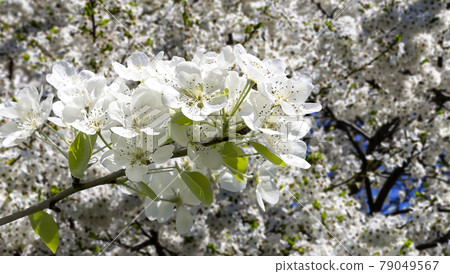Blooming apple tree branch with large white flowers in spring time (spring background with white flowers 79049567