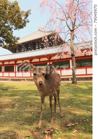 奈良公園的鹿與櫻花 79049970
