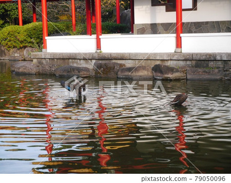 花園池塘鴨 花園池塘鴨 79050096