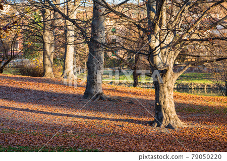 Autumn foliage along the Po River promenade in Turin, Italy Autumn foliage along the Po River promenade in Turin, Italy 79050220