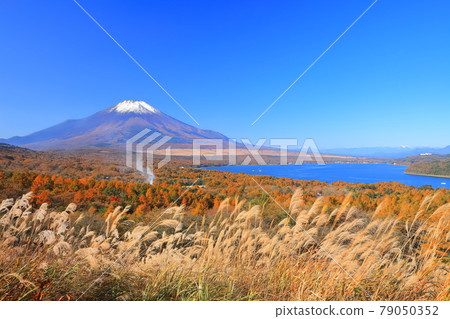 [山梨縣] 從山中湖全景台看富士山和紅葉 79050352