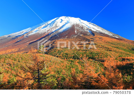 [Yamanashi Prefecture] Mt. Fuji and autumn leaves seen from the backyard 79050378