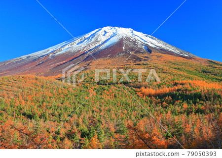 [山梨縣] 從後院看富士山和紅葉 79050393