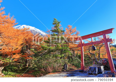 [Yamanashi Prefecture] Mt. Fuji and autumn leaves seen from the backyard 79050394