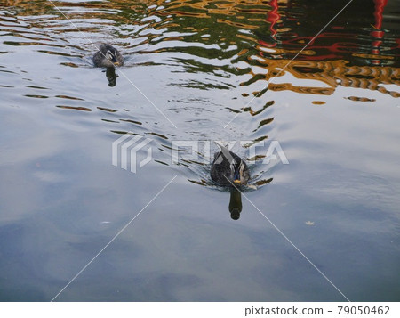 兩隻鴨子在花園池塘里游泳 79050462