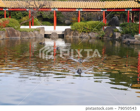 花園池塘鴨 79050543