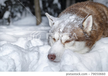 Dog dozing in the snow. Husky dog sleeps in snowdrift, covered with snow. Dog dozing in the snow. Husky dog sleeps in snowdrift, covered with snow. 79050660