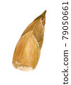 Bamboo shoot 1 79050661