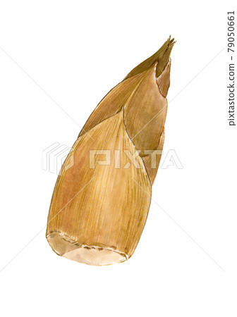 Bamboo shoot 1 Bamboo shoot 1 79050661