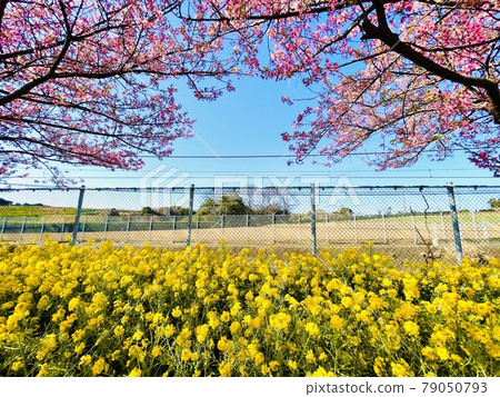 Miura Coast Kawazu Sakura Miura Coast Kawazu Sakura 79050793