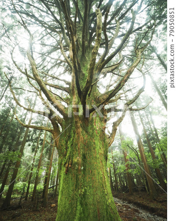 【靜岡縣】霧中的伊豆鬼杉巨樹 79050851