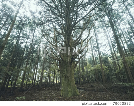 [Shizuoka Prefecture] Giant tree of Izu Ghost cedar in the fog 79050852
