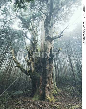 [Shizuoka Prefecture] Giant tree in Numazu Osugi in the Kouchi River at dusk 79050863