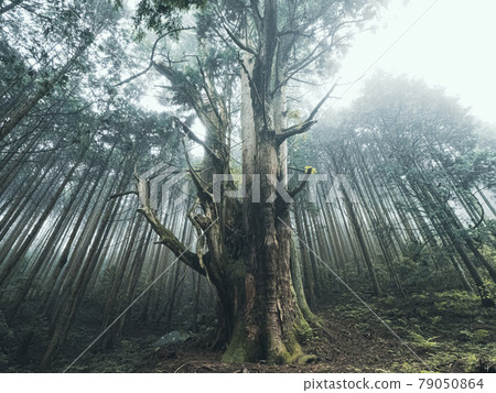 [Shizuoka Prefecture] Giant tree in Numazu Osugi in the Kouchi River at dusk 79050864