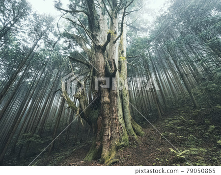 [Shizuoka Prefecture] Giant tree in Numazu Osugi in the Kouchi River at dusk 79050865