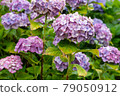 Hydrangea and rain (Kazahaya no Sato, Mie Prefecture) 79050912