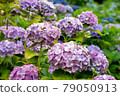 Hydrangea and rain (Kazahaya no Sato, Mie Prefecture) 79050913
