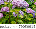Hydrangea and rain (Kazahaya no Sato, Mie Prefecture) 79050915