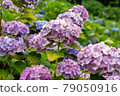 Hydrangea and rain (Kazahaya no Sato, Mie Prefecture) 79050916