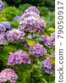 Hydrangea and rain (Kazahaya no Sato, Mie Prefecture) 79050917