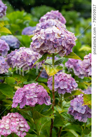 Hydrangea and rain (Kazahaya no Sato, Mie Prefecture) Hydrangea and rain (Kazahaya no Sato, Mie Prefecture) 79050917