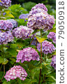 Hydrangea and rain (Kazahaya no Sato, Mie Prefecture) 79050918
