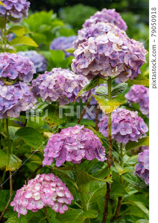 Hydrangea and rain (Kazahaya no Sato, Mie Prefecture) Hydrangea and rain (Kazahaya no Sato, Mie Prefecture) 79050918
