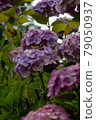 Hydrangea and rain (Kazahaya no Sato, Mie Prefecture) 79050937