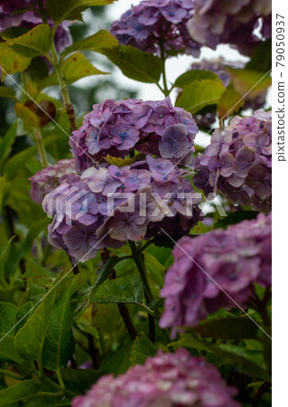 Hydrangea and rain (Kazahaya no Sato, Mie Prefecture) Hydrangea and rain (Kazahaya no Sato, Mie Prefecture) 79050937