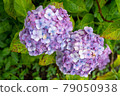 Hydrangea and rain (Kazahaya no Sato, Mie Prefecture) 79050938