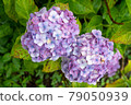 Hydrangea and rain (Kazahaya no Sato, Mie Prefecture) 79050939