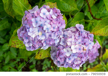 Hydrangea and rain (Kazahaya no Sato, Mie Prefecture) Hydrangea and rain (Kazahaya no Sato, Mie Prefecture) 79050939