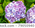 Hydrangea and rain (Kazahaya no Sato, Mie Prefecture) 79050940