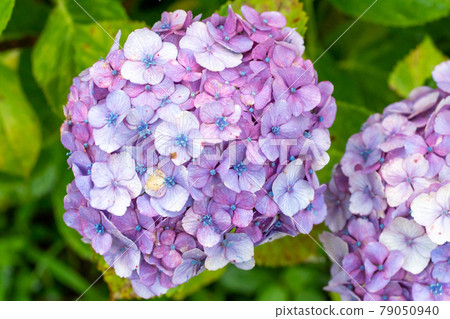 繡球花和雨(三重縣風早之裡) 繡球花和雨(三重縣風早之裡) 79050940