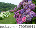 Hydrangea and rain (Kazahaya no Sato, Mie Prefecture) 79050941