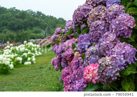 繡球花和雨(三重縣風早之裡) 繡球花和雨(三重縣風早之裡) 79050941