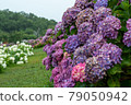 Hydrangea and rain (Kazahaya no Sato, Mie Prefecture) 79050942