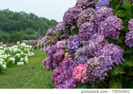 Hydrangea and rain (Kazahaya no Sato, Mie Prefecture) 79050942