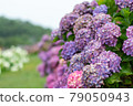 Hydrangea and rain (Kazahaya no Sato, Mie Prefecture) 79050943